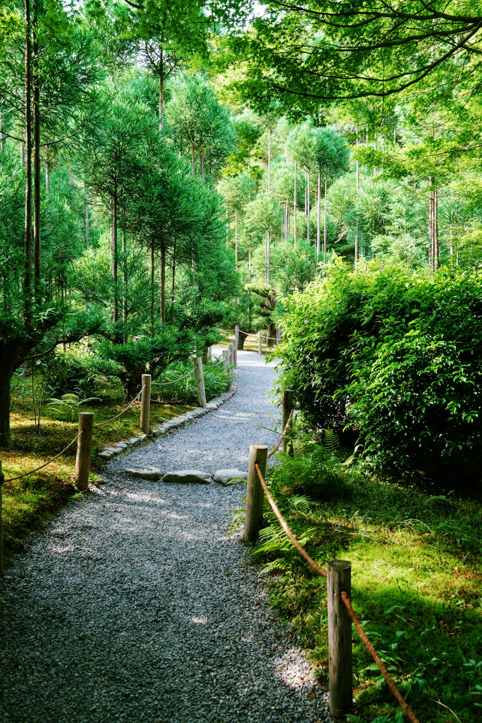 A gravel path winds through a lush green forest.